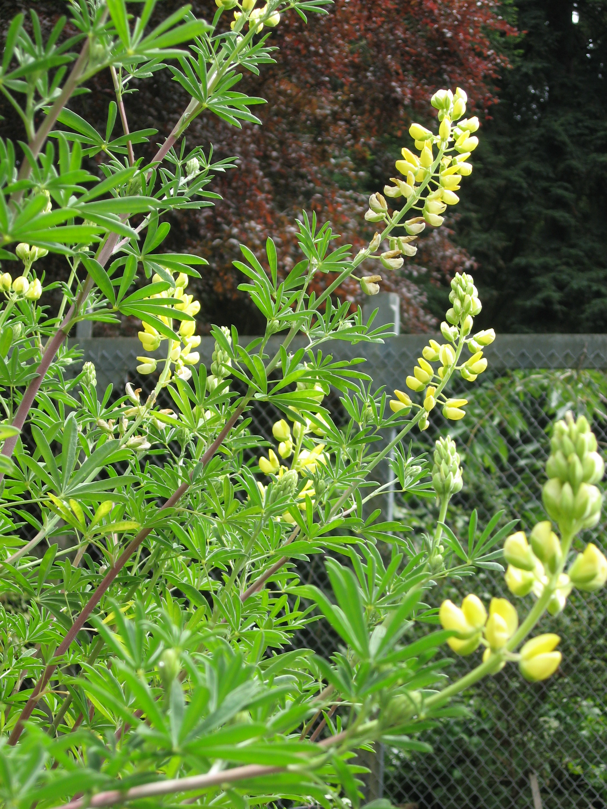 Lupinus arboreus The Watershed Nursery