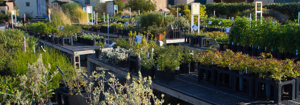Native Plant Nursery