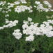 Achillia millifolium