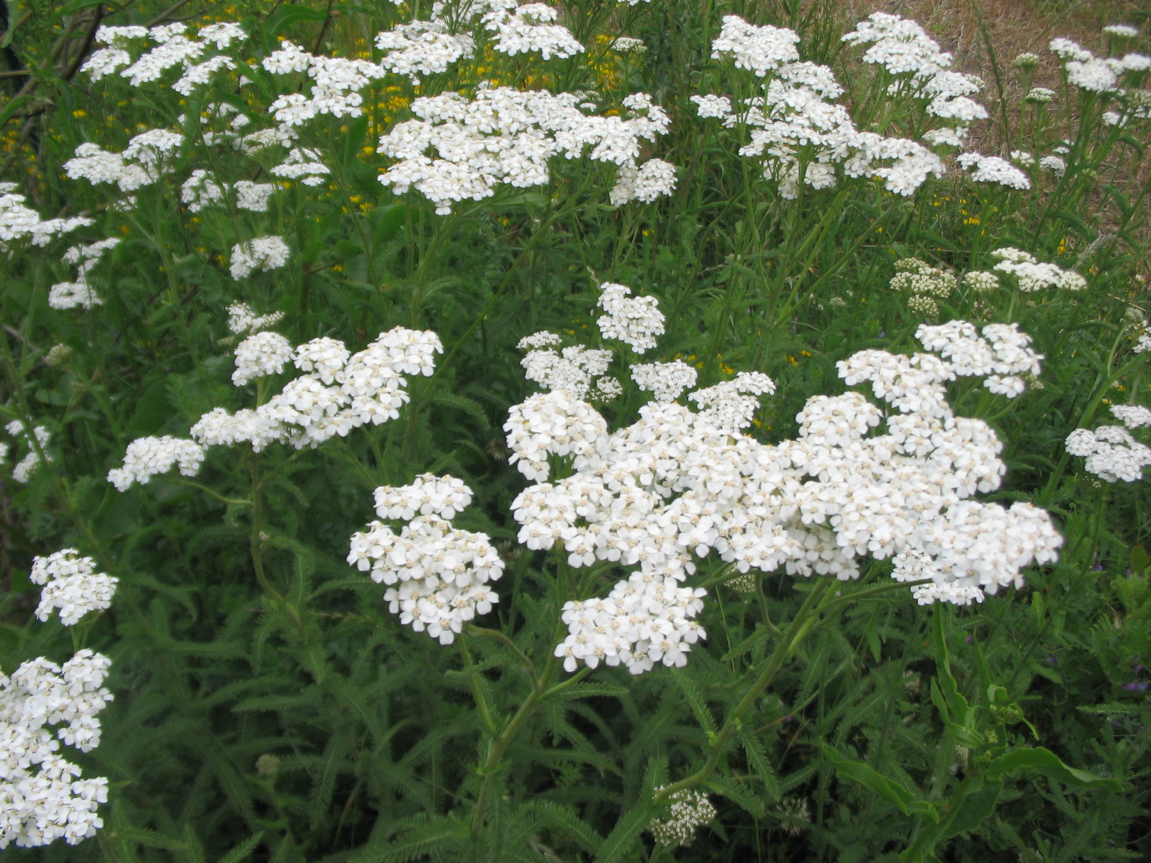 Achillea millefolium