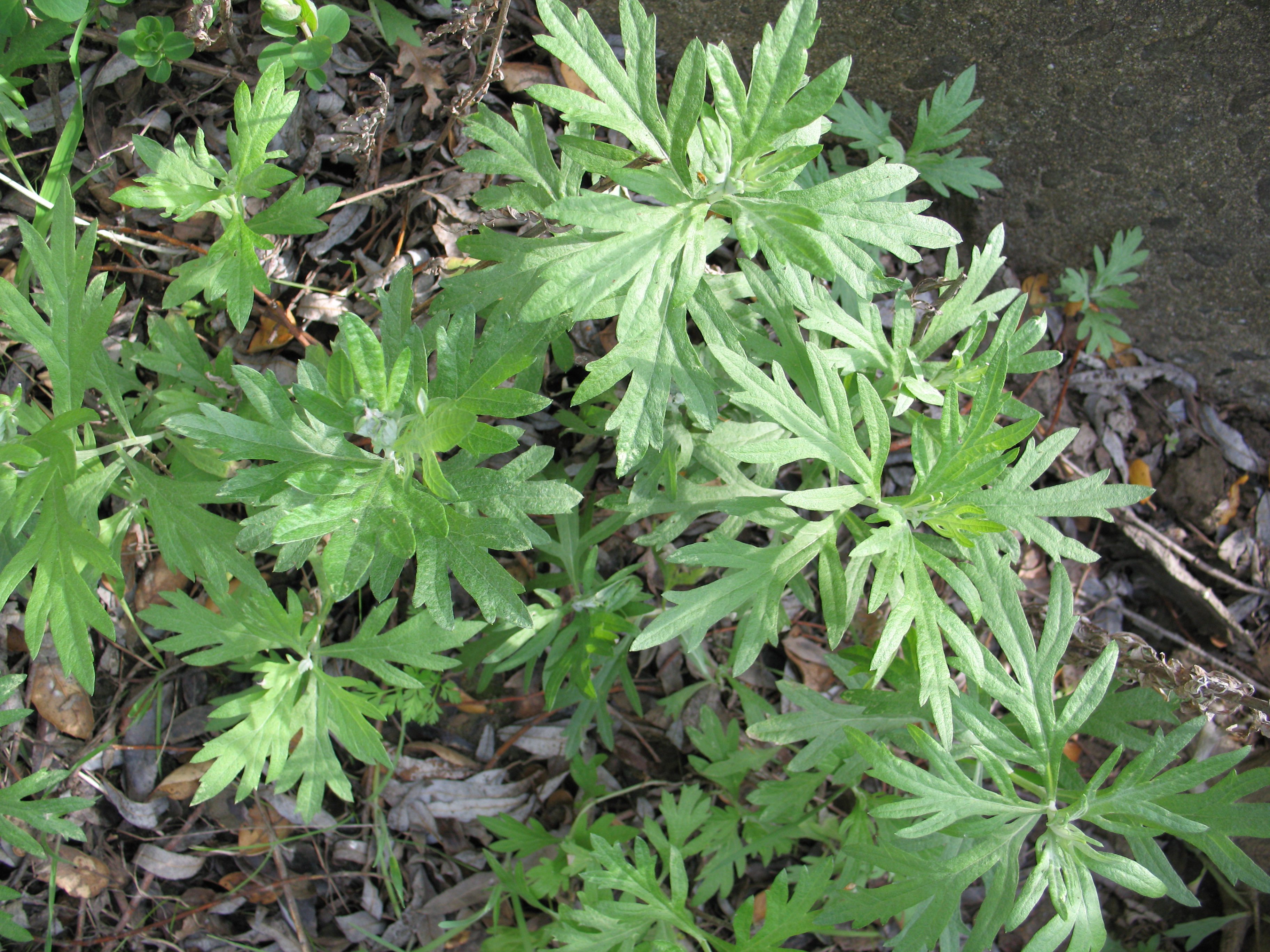 Artemisia douglasiana – The Watershed Nursery Design