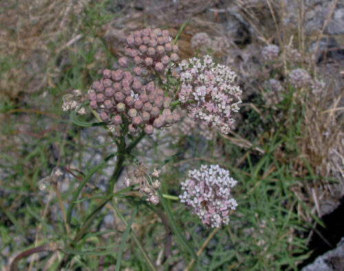 Asclepias fascicularis – The Watershed Nursery