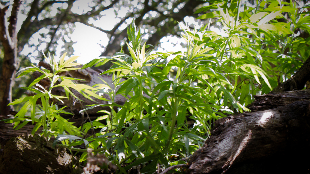 Artemisia douglasiana – The Watershed Nursery