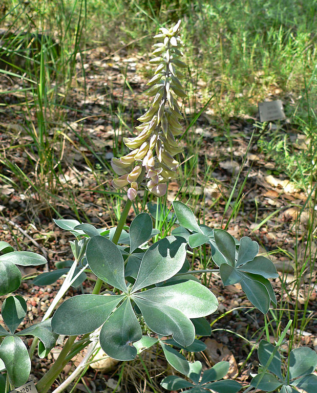 【lupinus@商品売り切り！様　ご確認用】 Lupinus sericatus – The Watershed Nursery Cooperative