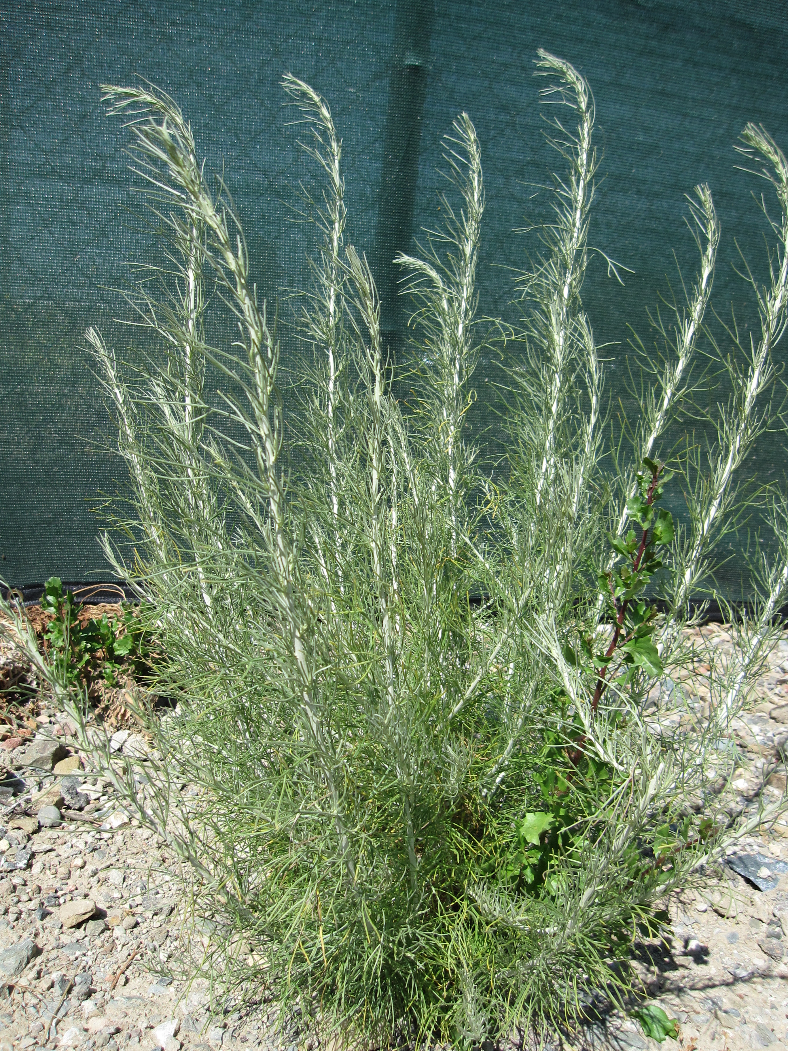 Artemisia Californica The Watershed Nursery