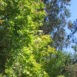 clematis ligusticifolia