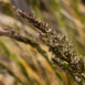 Deschampsia californica