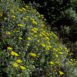 Eriophyllum stacadifolium
