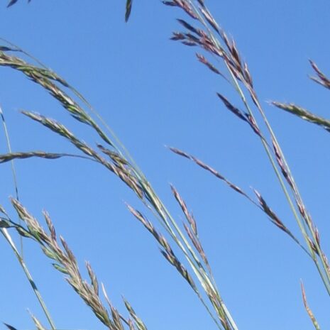 Festuca idahoensis