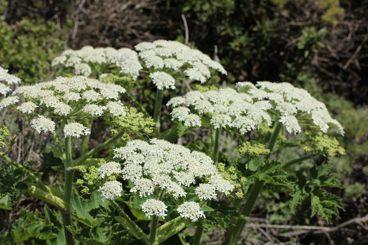 Heracleum maximum – The Watershed Nursery