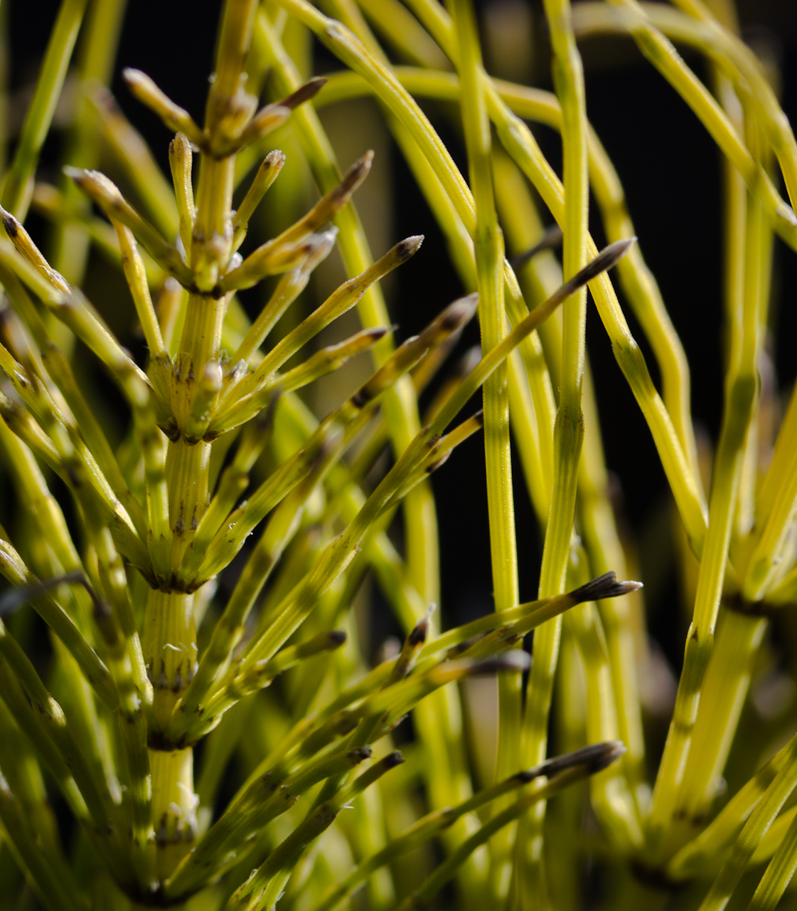 equisetum arvense – the watershed nursery
