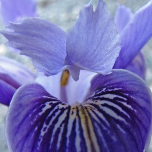 Iris douglasiana | The Watershed Nursery
