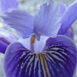 Iris douglasii