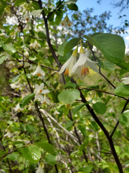 Styrax redivivus