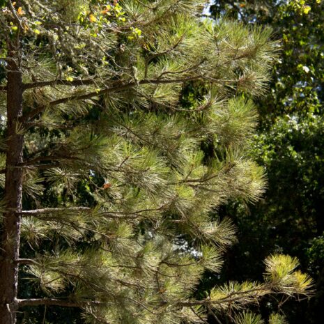 Pinus sabiana
