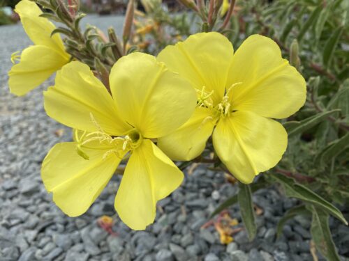 Oenothera elata ssp. hookeri