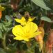 Oenothera elata (5)