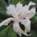 Rhododendron occidentale