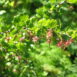 Ribes californicum