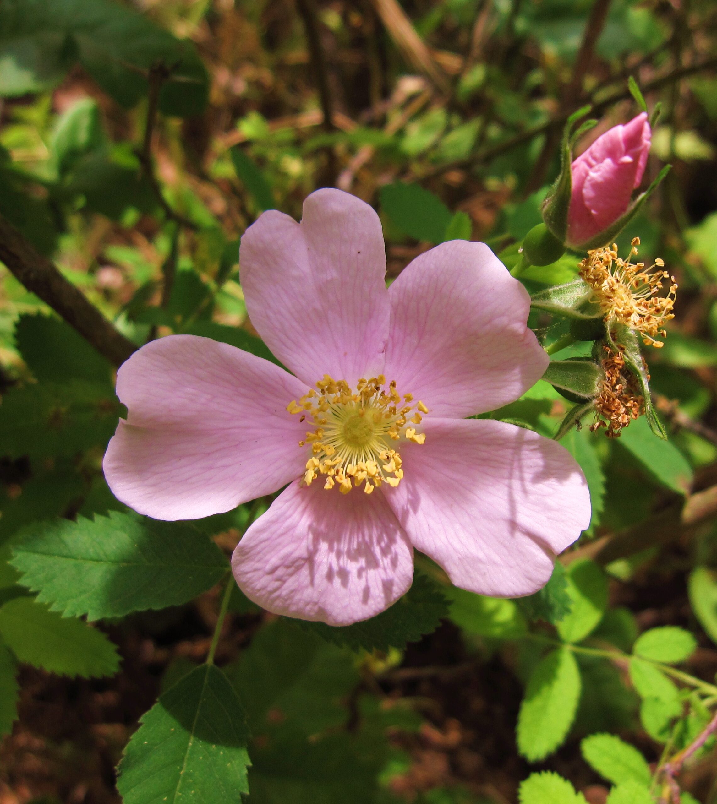 Rosa californica – The Watershed Nursery