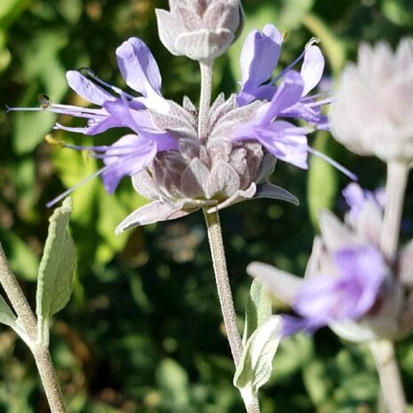 Salvia clevelandii 'Pozo Blue' - Copy