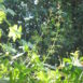 Scrophularia californica