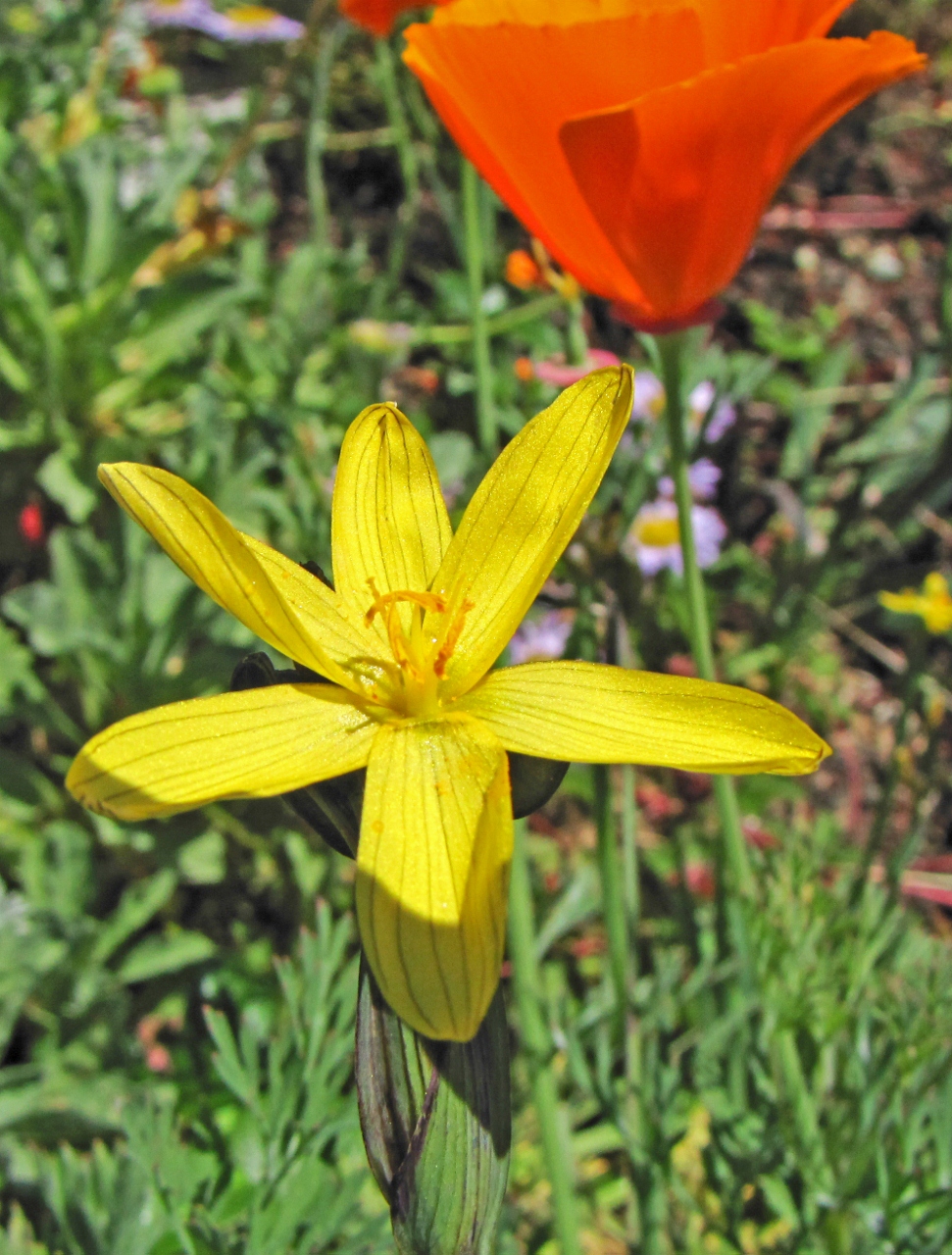 Sisyrinchium californicum  The Watershed Nursery Cooperative