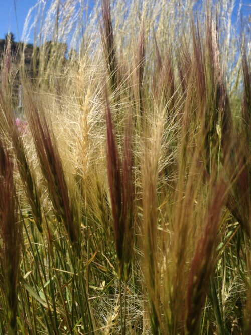 Elymus elymoides