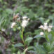 Baccaris salicifolia