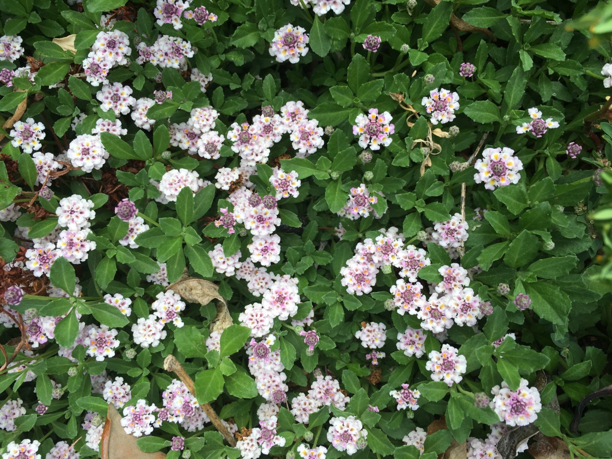 Phyla nodiflora The Watershed Nursery