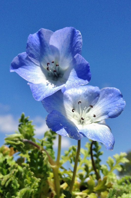 Nemophila Menziesii The Watershed Nursery