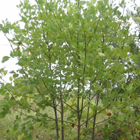 Fraxinus latifolia - Sac Buffer lands