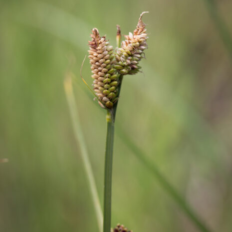 Carex obnupta