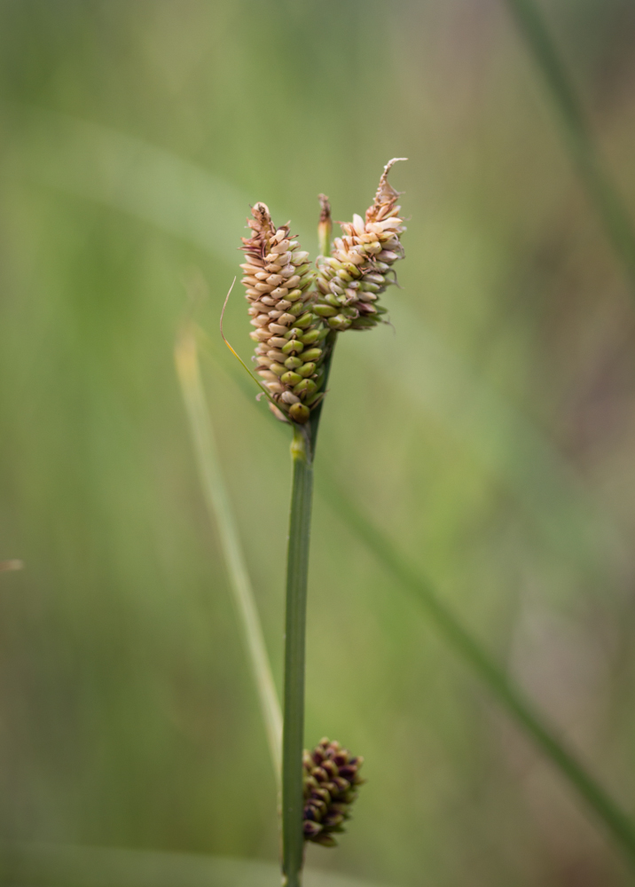 Carex obnupta
