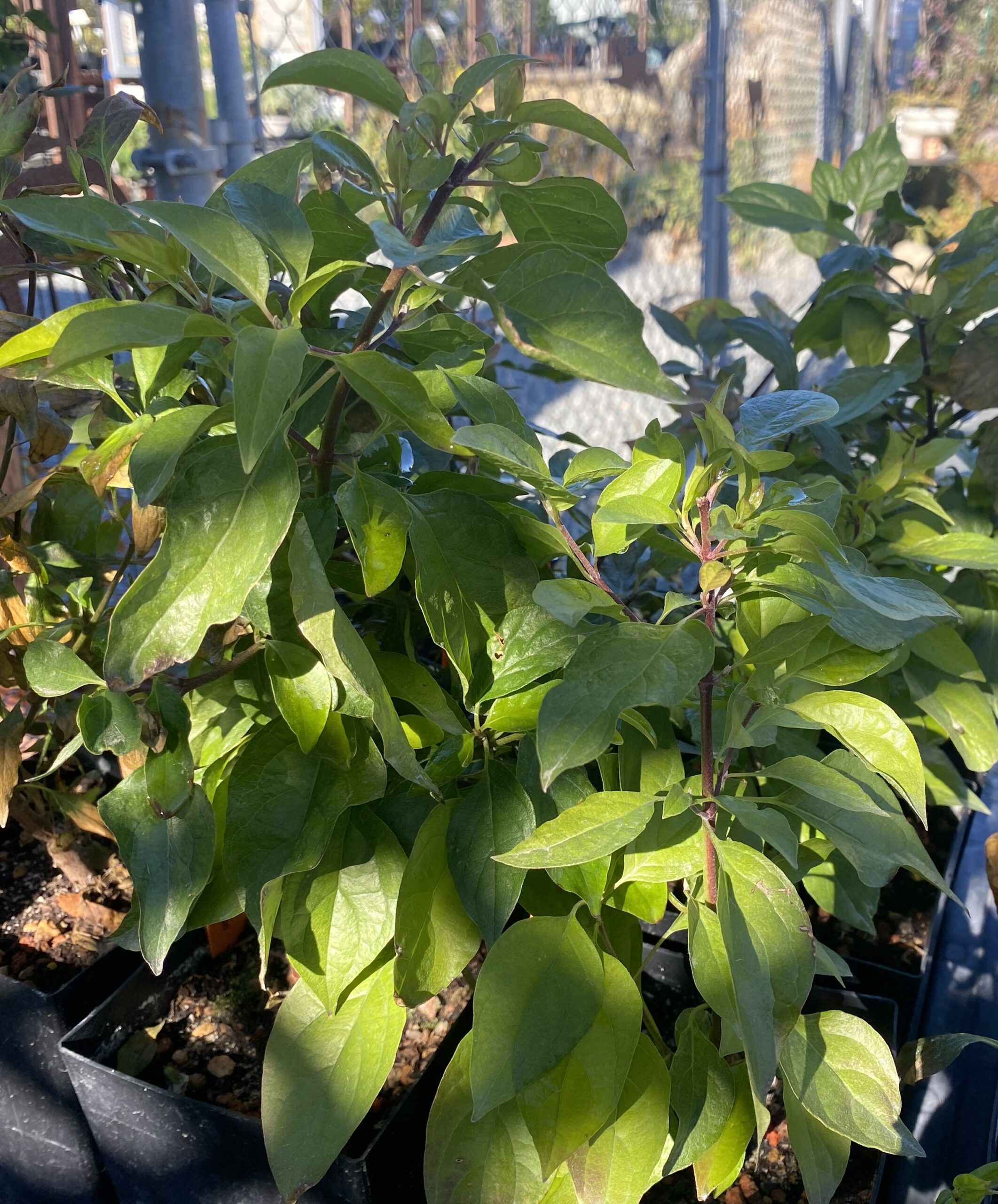 Cornus glabrata – The Watershed Nursery Cooperative