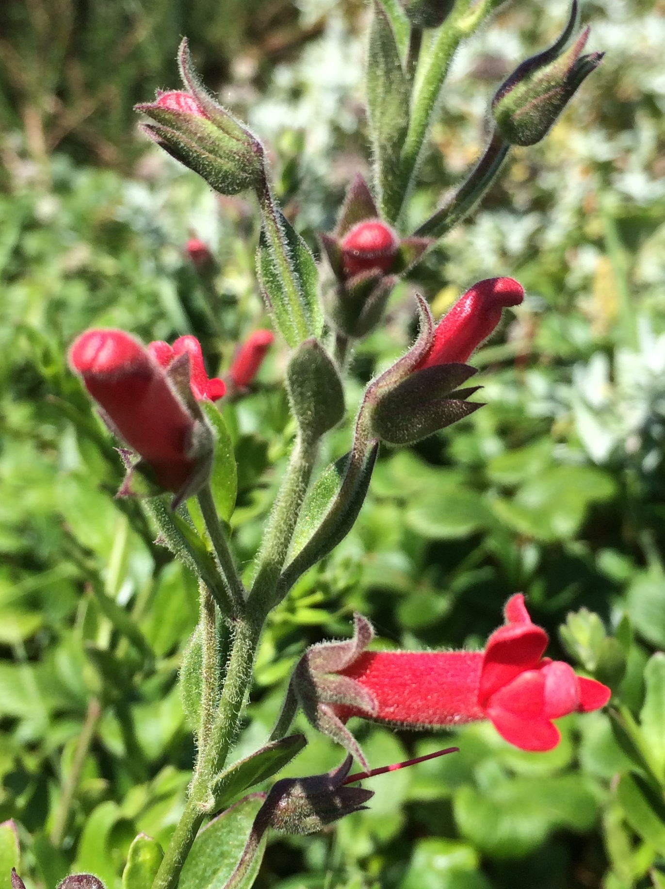 Gambelia speciosa – The Watershed Nursery Cooperative