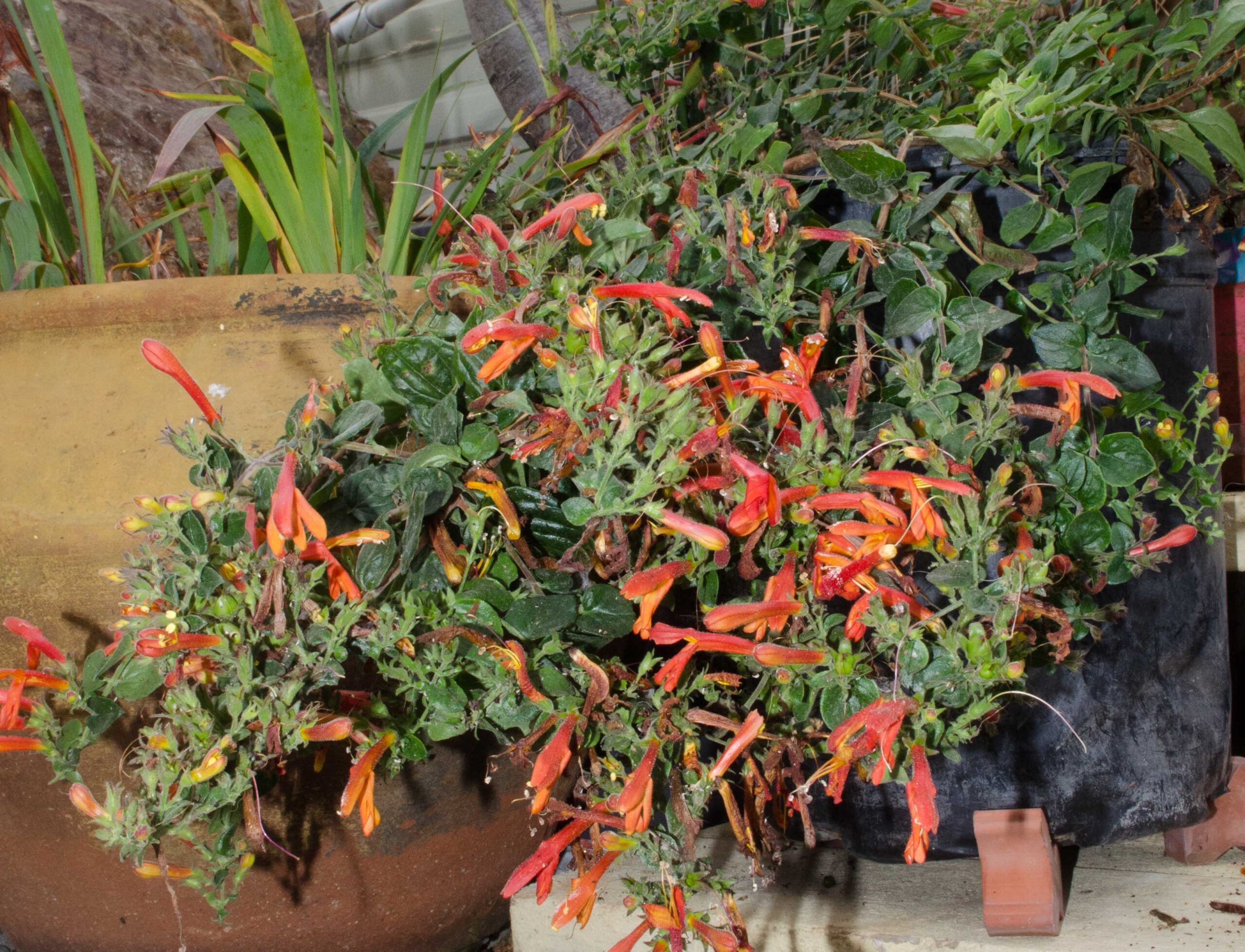 Keckiella cordifolia – The Watershed Nursery Cooperative