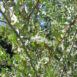 Cercocarpus montanus (Cercocarpus betuloides) (2)