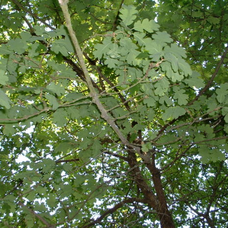 Quercus wizlizenii 3-