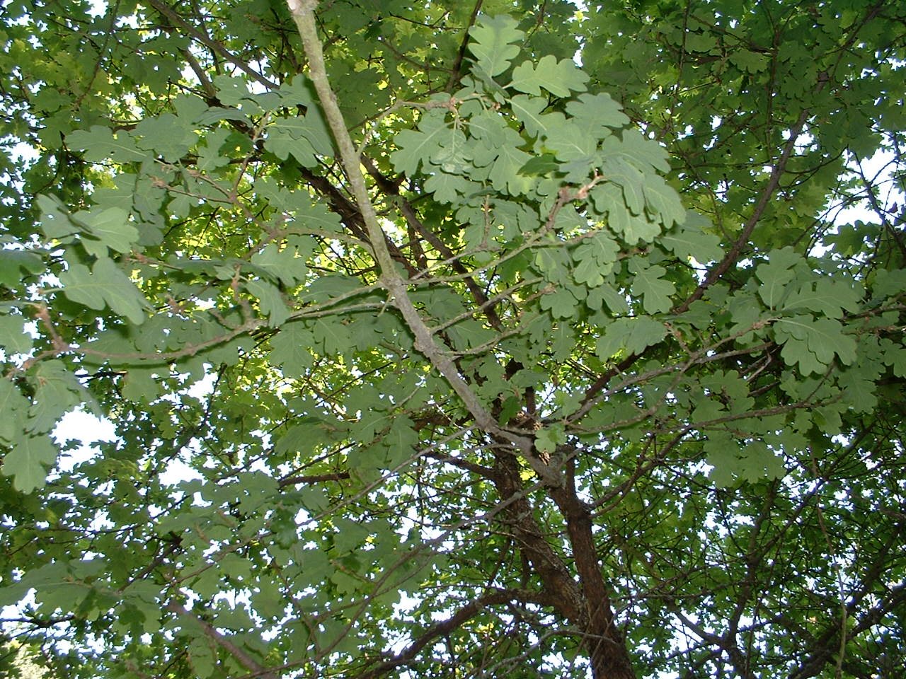 Quercus Wislizeni