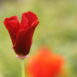 Eschscholzia californica 'Mahogany red'