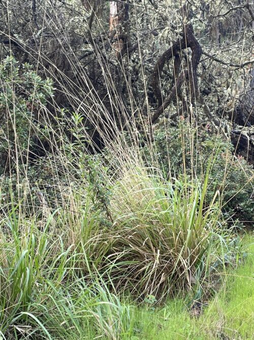Calamagrostis nutkaensis