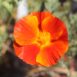 eschscholzia californica 'Mahogany' - Copy