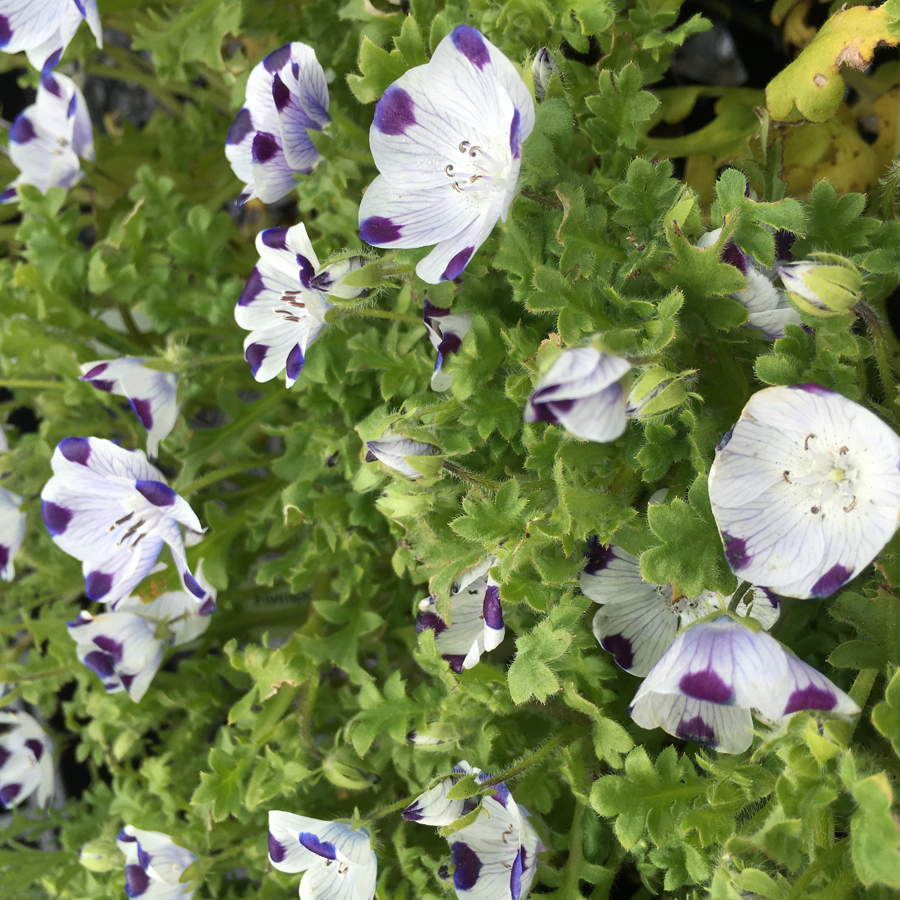 Nemophila Maculata The Watershed Nursery