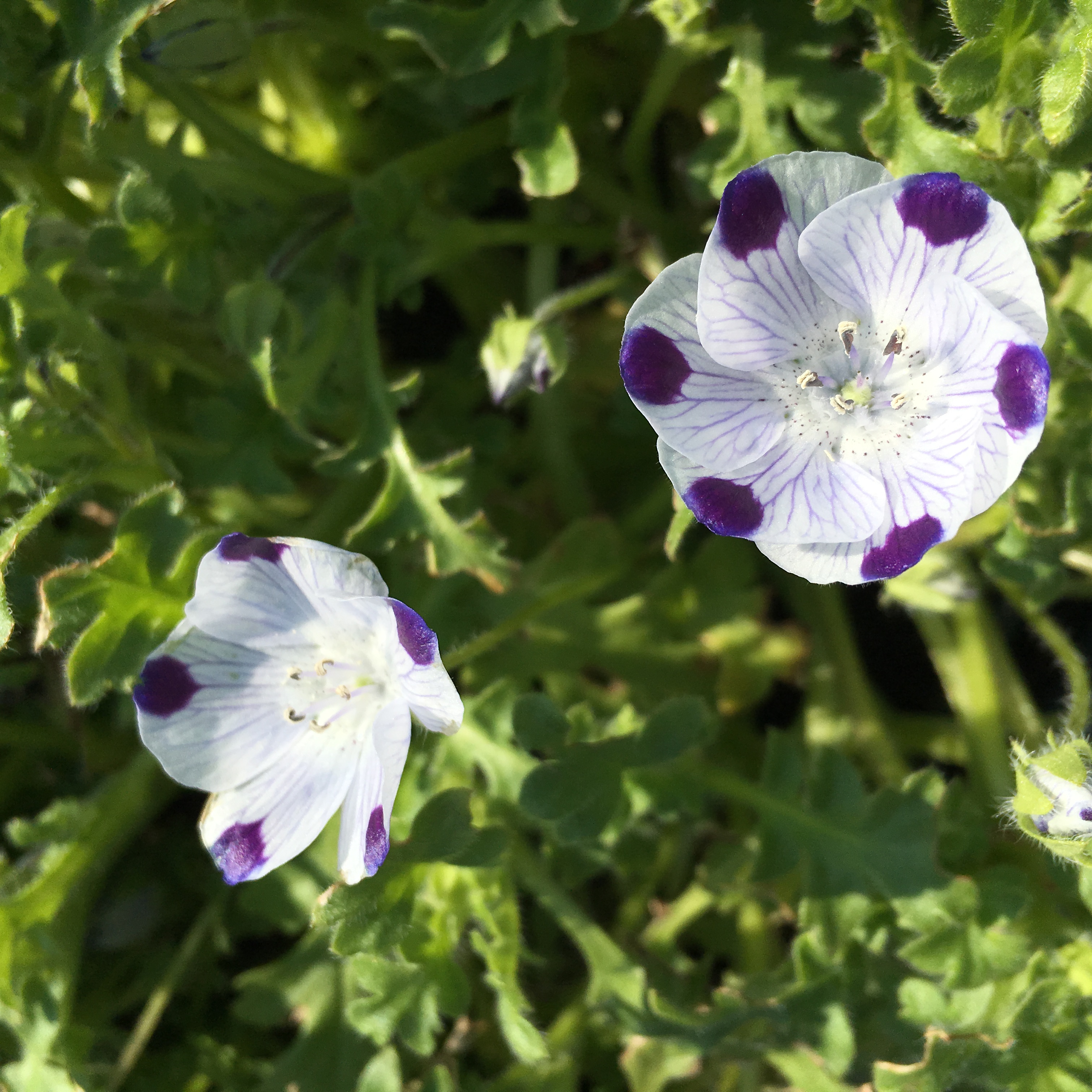 Nemophila Maculata The Watershed Nursery