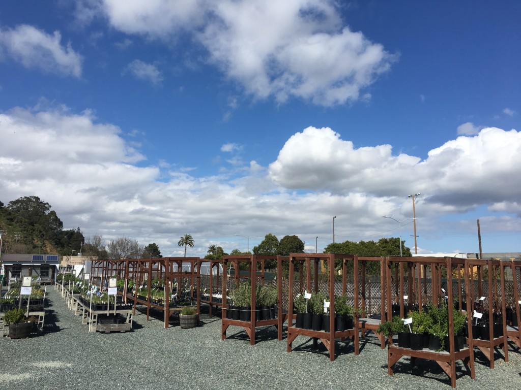 Phytosanitary Best Management Practices Plant Nursery Tables