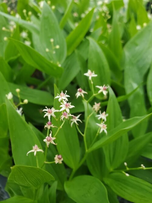 Maianthemum stellatum