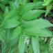 Maianthemum stellatum (Smilacina stellata)-Flemmings