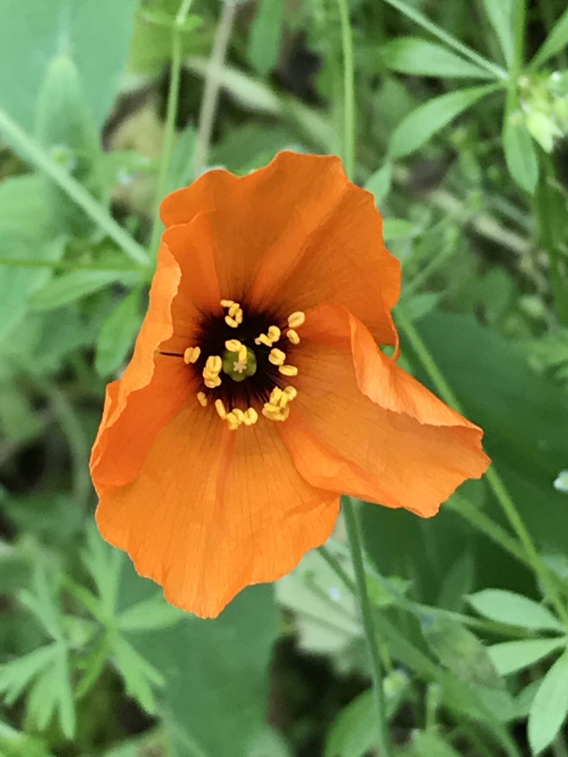Papaver heterophyllum – The Watershed Nursery Cooperative