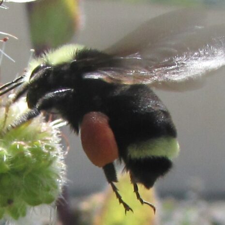 Bumble bee x2 Phacelia nemoralis